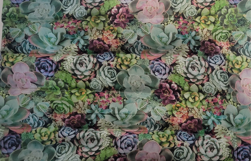Cacti Succulents